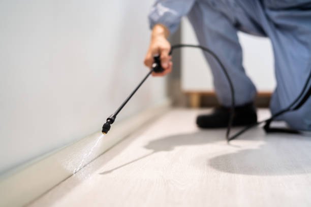 Licensed Wasp Removal service in Kure Beach, NC - Show Me Pest Control